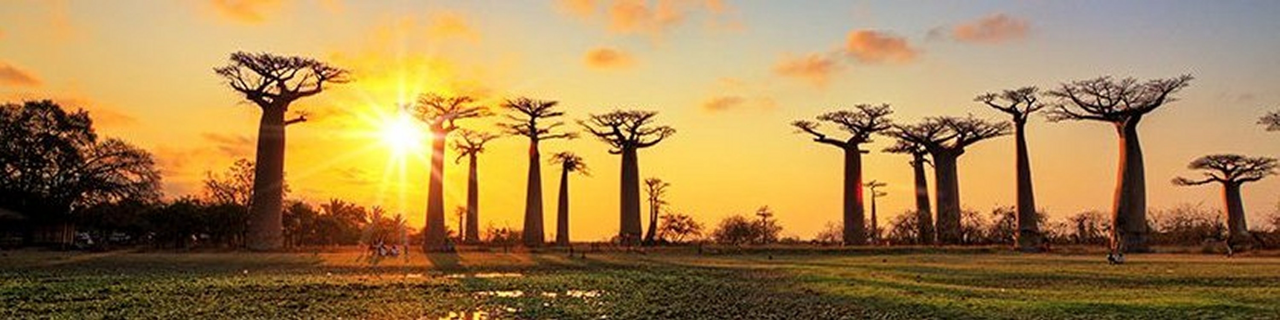 L'allée des Baobabs à Madagascar
