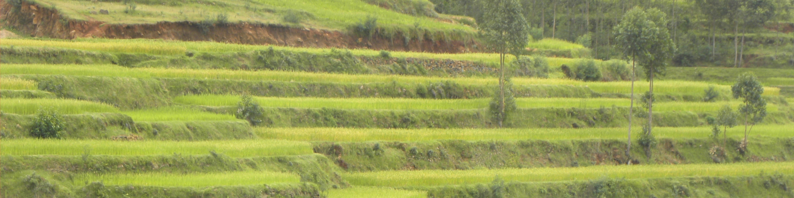 Culture du riz à Madagascar